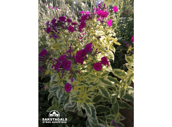 Phlox paniculata   'Goldmine'